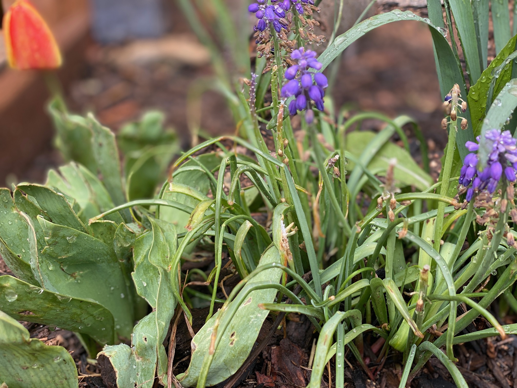 Mindful of Garden Planting and Garden Planning